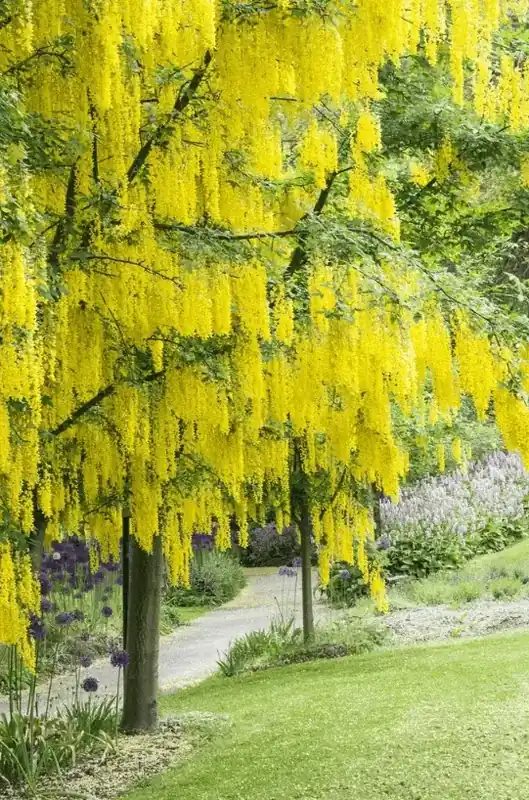 Net toegevoegd | Gouden Regen (Laburnum watereri ‘Vossii‘) op stam