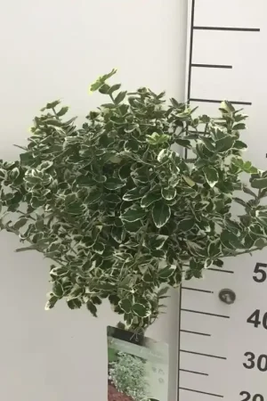 Aanrader | Kardinaalsmuts (Euonymus fortunei ‘Emerald Gaiety‘) op stam