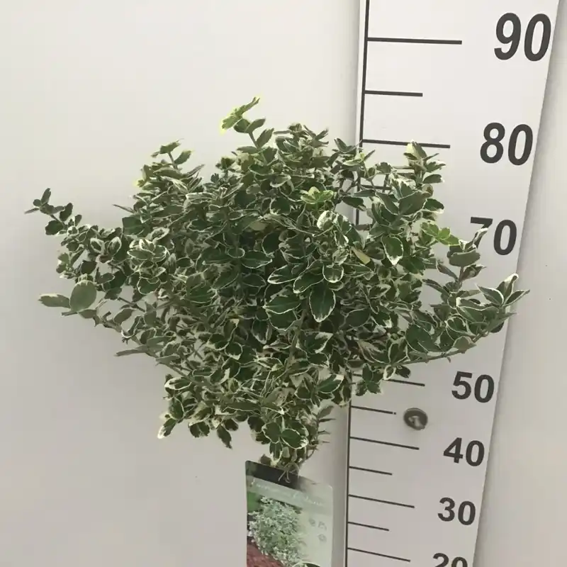 Aanrader | Kardinaalsmuts (Euonymus fortunei ‘Emerald Gaiety‘) op stam