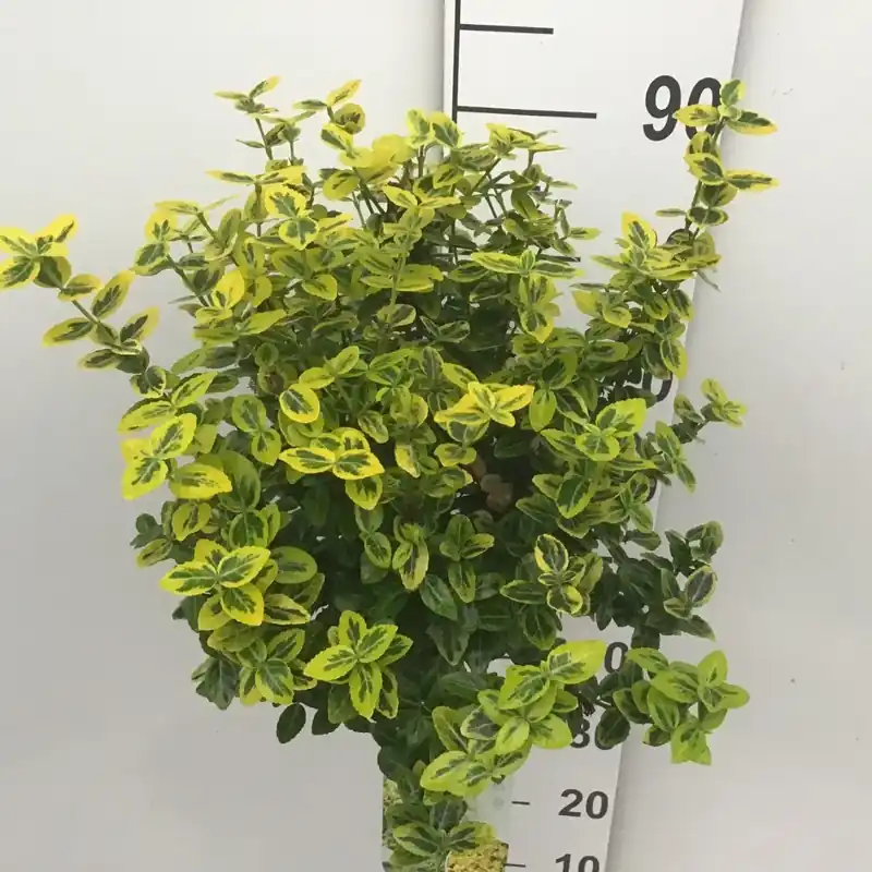 Kardinaalsmuts (Euonymus fortunei ‘Emerald ‘n Gold‘) op stam - Uitverkoop