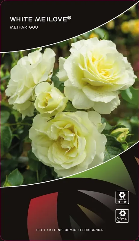 Direct leverbaar - Stamroos (Rosa ‘White Meilove‘)