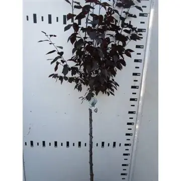 Trending - Rode kerspruim op stam (Prunus cerasifera ‘Nigra‘)