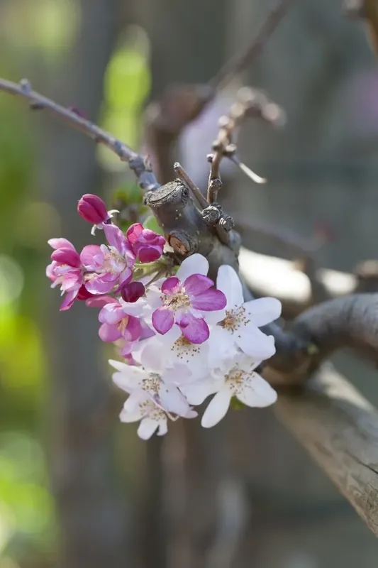 Rode treursierappel op stam (Malus ‘Royal Beauty‘) - Klaar voor verzending