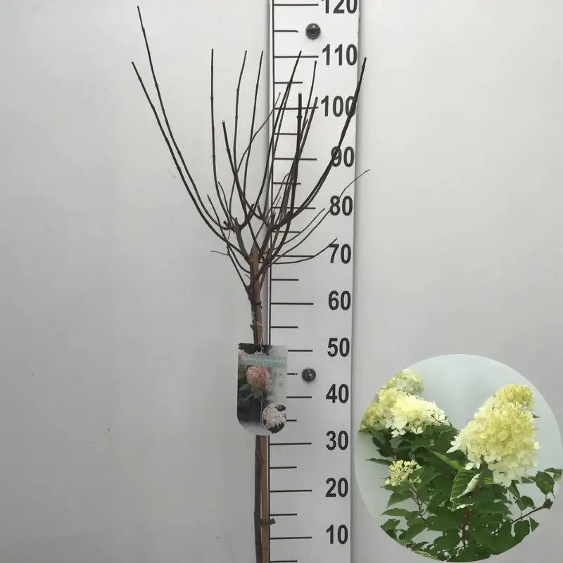 Voeg toe aan winkelwagen - Pluimhortensia (Hydrangea paniculata ‘Phantom‘) op stam