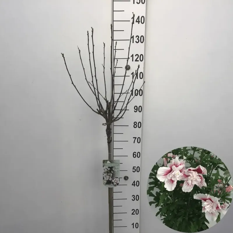 Altheastruik (Hibiscus syriacus ‘Starburst Chiffon‘) op stam | Fabrieksprijs