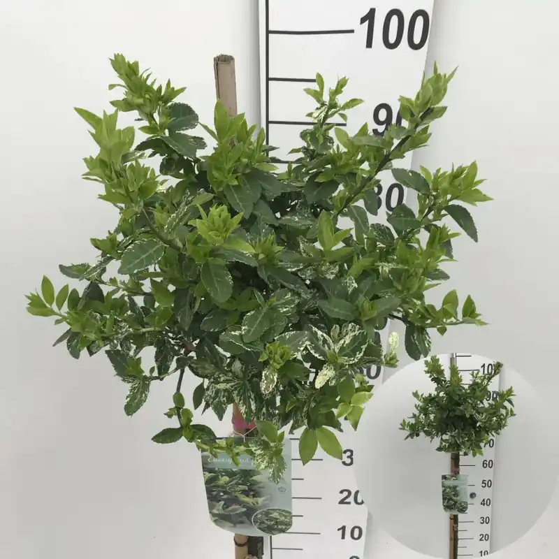 Kardinaalsmuts (Euonymus fortunei ‘Harlequin‘) op stam - Nieuw in het assortiment
