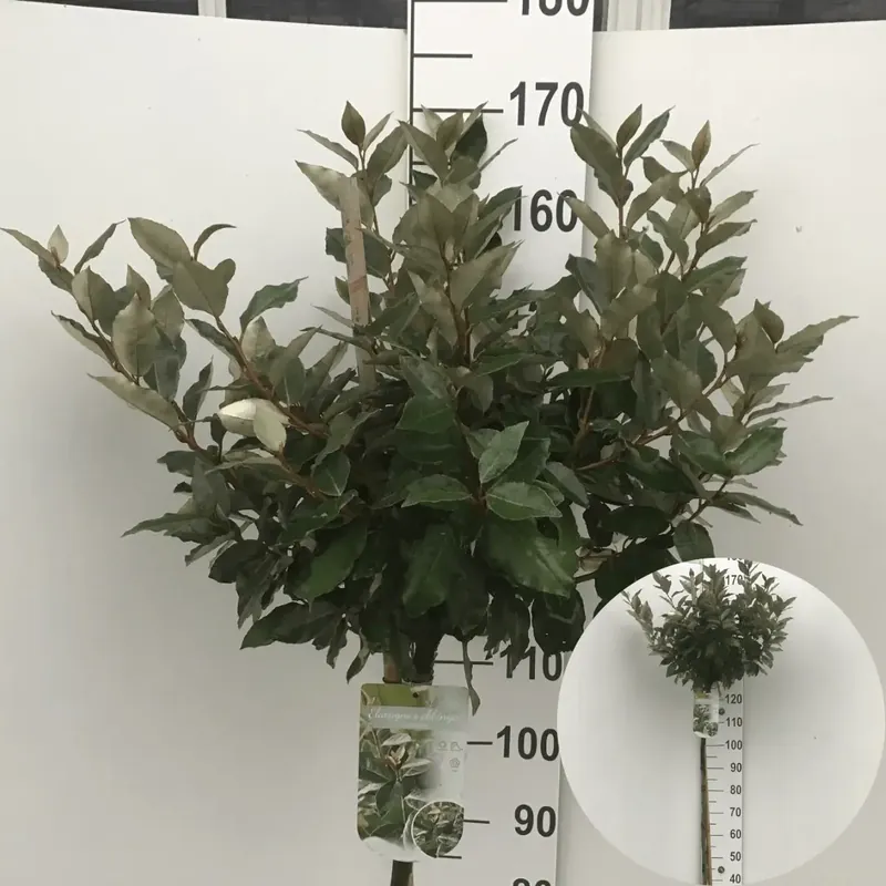Olijfwilg (Elaeagnus ebbingei ‘Compacta‘) op stam | Veilig betalen