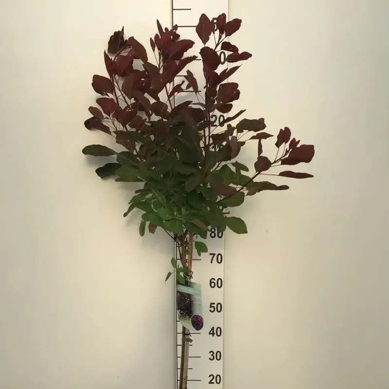 Pruikenboom (Cotinus ‘Grace‘) op stam - Extra korting
