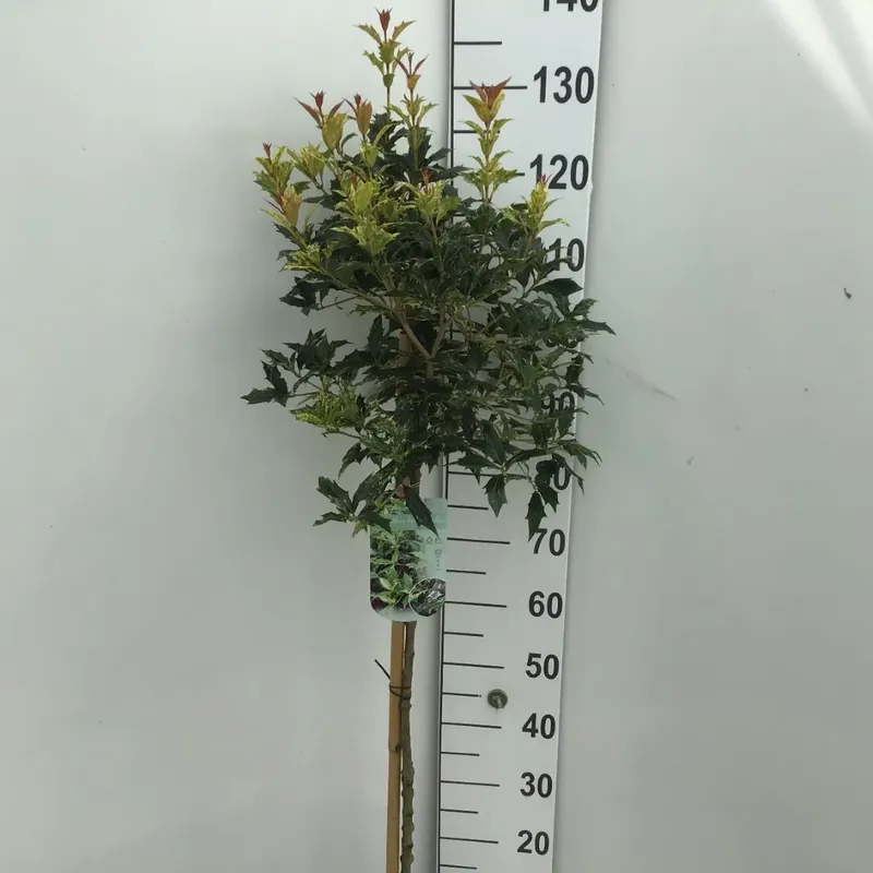 Actie - Schijnhulst (Osmanthus heterophyllus ‘Goshiki‘) op stam