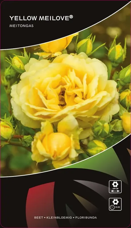Stamroos (Rosa ‘Yellow Meilove‘) | Trending