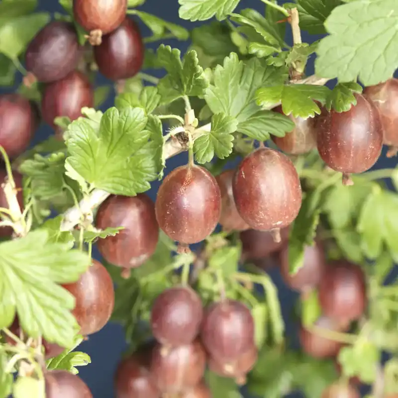 Rode Kruisbes op stam (Ribes uva-crispa ‘Hinnonmaki Röd‘) - Rechtstreeks uit de fabriek