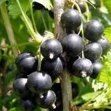 Extra voordeel - Zwarte bes op stam (Ribes nigrum ‘Titania‘)