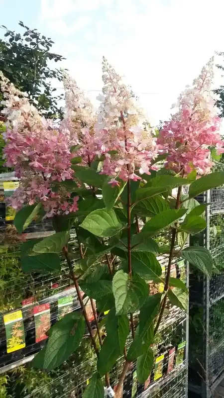 Topdeal - Pluimhortensia op stam (Hydrangea paniculata ‘Pinky Winky‘)