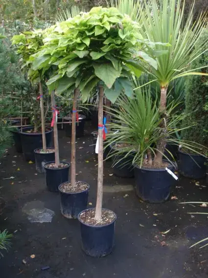 Direct leverbaar | Trompetboom op stam (Catalpa bignonioides ‘Nana‘), Halfstam