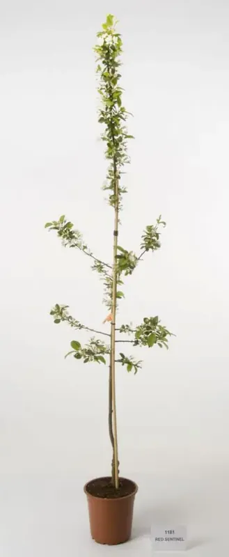 Erg populair | Sierappel op stam (Malus ‘Red Sentinel‘)