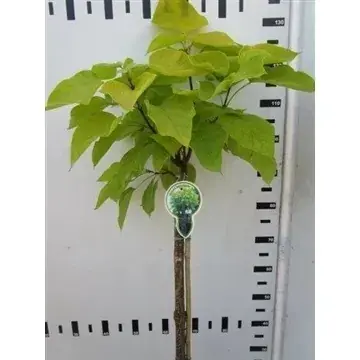 Klantfavoriet | Trompetboom op stam (Catalpa bignonioides ‘Aurea‘)