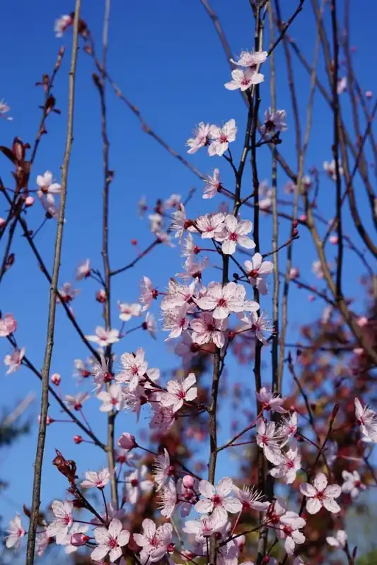 Direct kopen | Rode Kerspruim als struik (Prunus cerasifera ‘Nigra‘)
