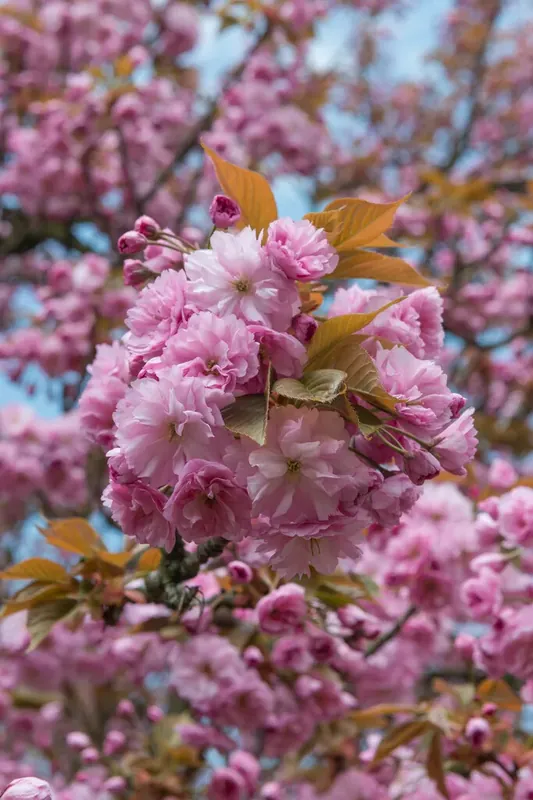 Grote Sierkers (Prunus serrulata ‘Kanzan‘) - Premium
