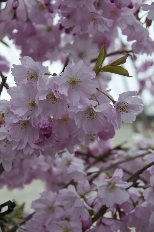 Meest verkocht | Zuilvormige Sierkers (Prunus ‘Spire‘)