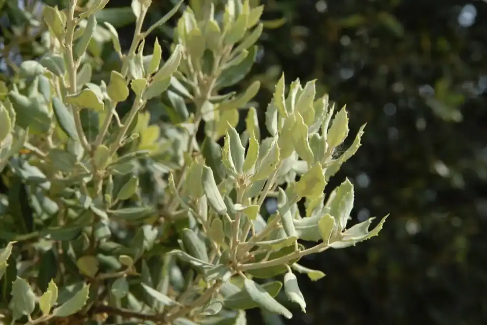 Nieuw in de shop - Steeneik als struik (Quercus ilex)