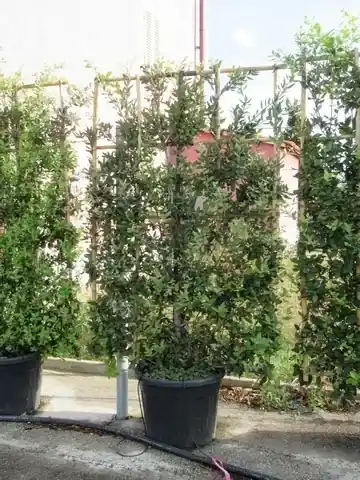 Steeneik als leivorm (Quercus ilex) | Veel gevraagd