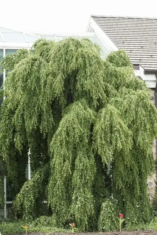 Wees er snel bij - Katsoera (Cercidiphyllum japonicum ‘Pendulum‘)