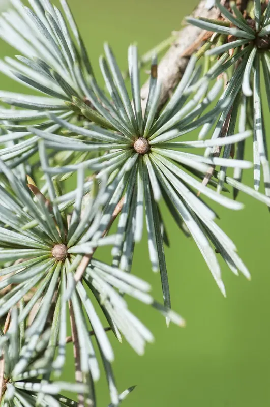 Treurceder (Cedrus libani ‘Glauca Pendula‘) - Dagdeal