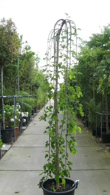 Actie | Moerbei als treurboom (Morus alba ‘Pendula‘)