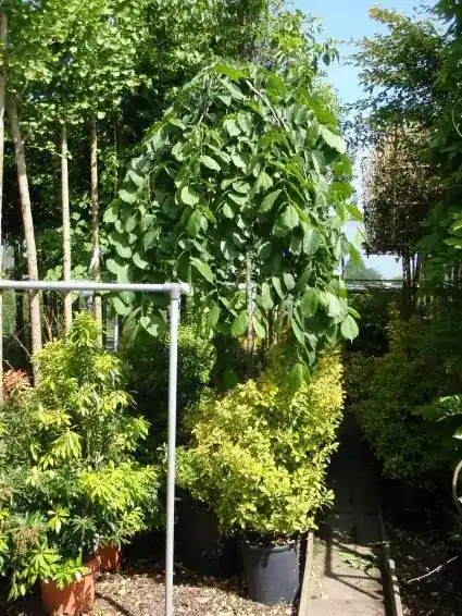 Treuriep (Ulmus glabra ‘Pendula‘) | Uitverkoop