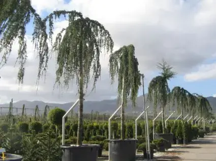 Slechts tijdelijk - Treurceder als boom (Cedrus libani ‘Glauca Pendula‘)