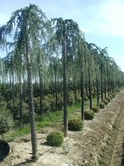 Treurceder (Cedrus deodara ‘Pendula‘) | Direct bestellen