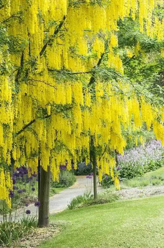 Gouden Regen als boom (Laburnum watereri ‘Vossii‘) | Actie