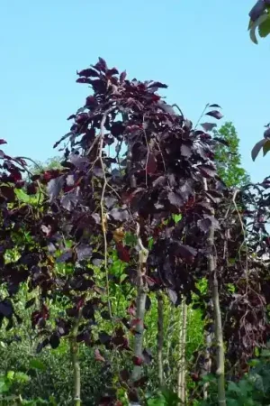 Aanbieding loopt bijna af | Rode treurbeuk (Fagus sylvatica ‘Purple Fountain‘)