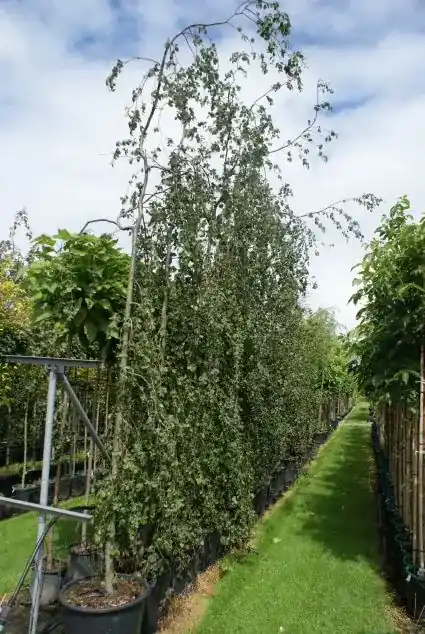 Treurbeuk (Fagus sylvatica ‘Pendula‘) - Dagdeal