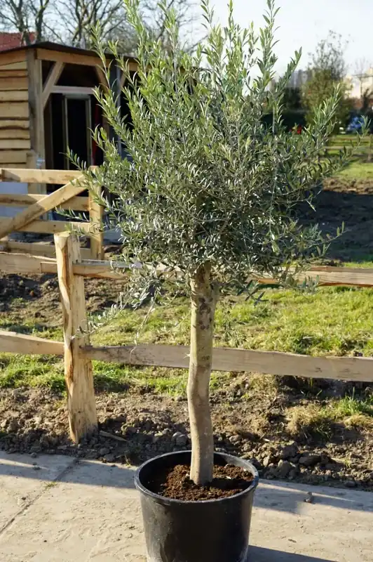 Favoriet van klanten | Olijfboom als solitair (Olea europaea)
