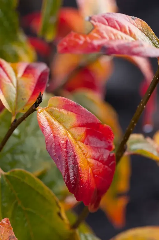 Voorraad bijna op | Perzisch ijzerhout (Parrotia persica ‘Persian Spire‘)