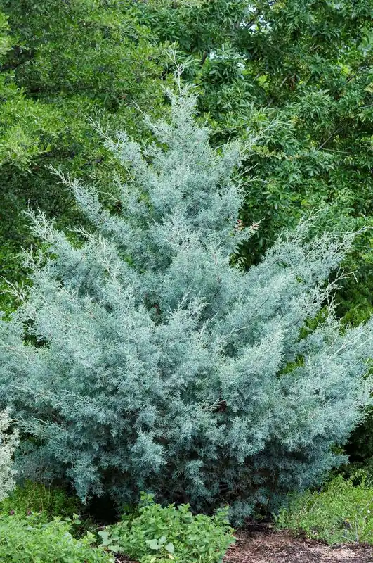 Zojuist toegevoegd - Cipres (Cupressus arizonica ‘Glauca‘)