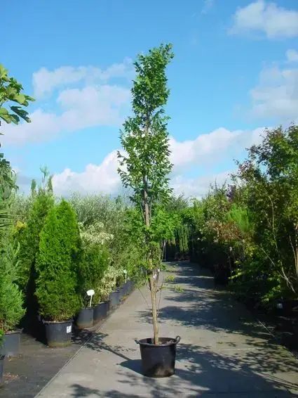 Zeepboom (Koelreuteria paniculata ‘Fastigiata‘) - Veilige betaling