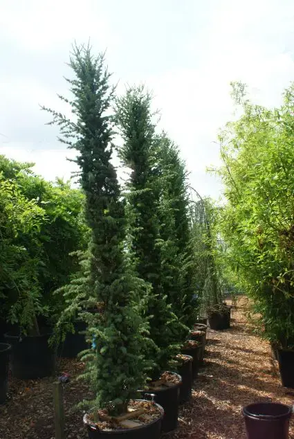 Nieuw in de shop | Zuilvormige ceder (Cedrus libani ‘Fastigiata‘)