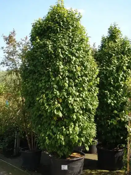 Sale - Haagbeuk (Carpinus betulus ‘Monumentalis‘)