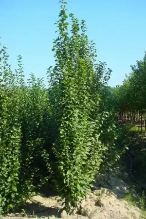 Zuilhaagbeuk (Carpinus betulus ‘A. Beeckman‘) | Lage prijs