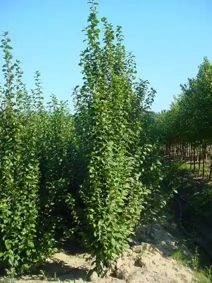 Zuilhaagbeuk (Carpinus betulus ‘A. Beeckman‘) | Lage prijs