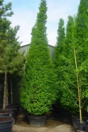 Zuilhaagbeuk (Carpinus betulus ‘Frans Fontaine‘) | Beste prijs