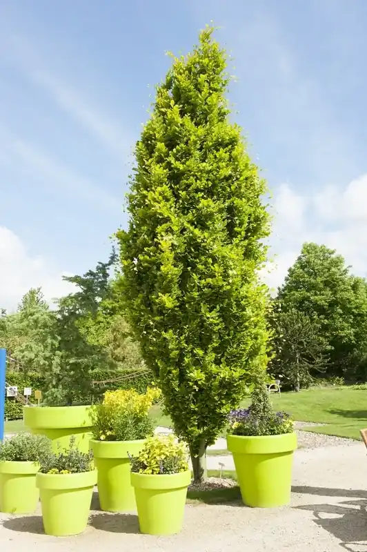 Nu beschikbaar | Gele Zuilbeuk (Fagus sylvatica ‘Dawyck Gold‘)