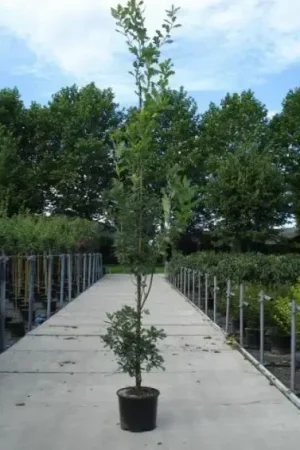 Zomereik als zuilboom (Quercus robur ‘Fastigiata‘) | Bestseller