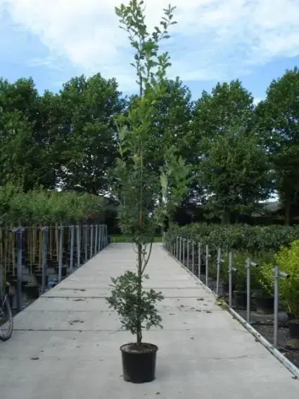Zomereik als zuilboom (Quercus robur ‘Fastigiata‘) | Bestseller