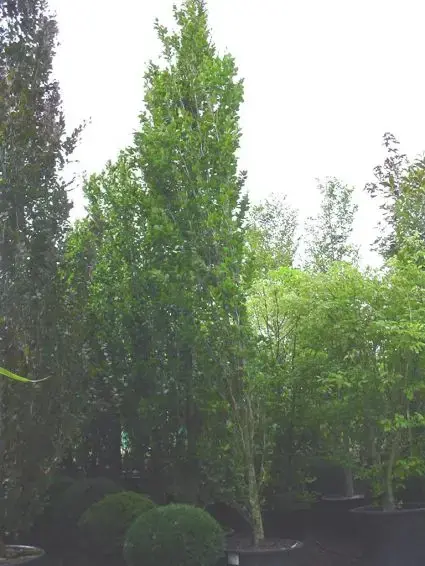 Pak je kans | Zuilbeuk (Fagus sylvatica ‘Dawyck‘)