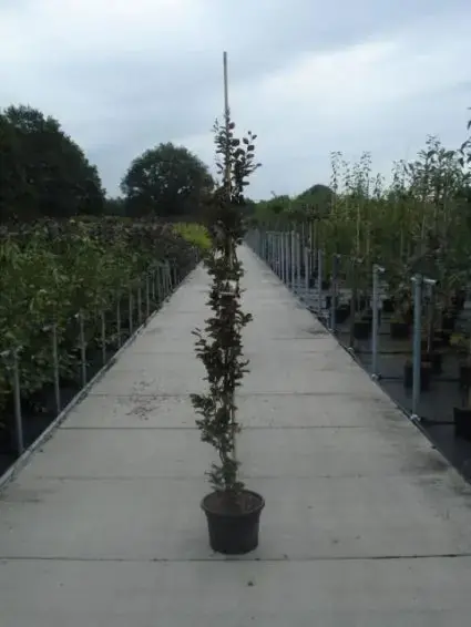 Rode Zuilbeuk (Fagus sylvatica ‘Dawyck Purple‘) - Professionele kwaliteit