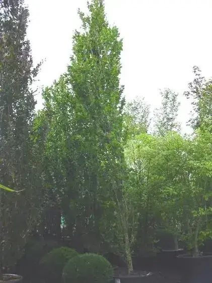 Actie - Zuilbeuk als boom (Fagus sylvatica ‘Dawyck‘)