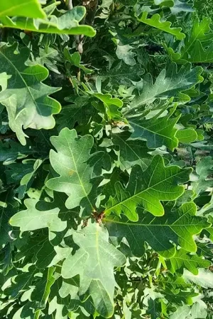Zuileik (Quercus x bimundorum ‘Crimson Spire‘) | Tijdelijke aanbieding